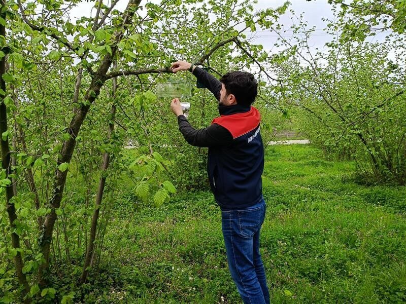 Düzce İl Tarım ve Orman Müdürlüğü tarafından, 2026 yılı üretim