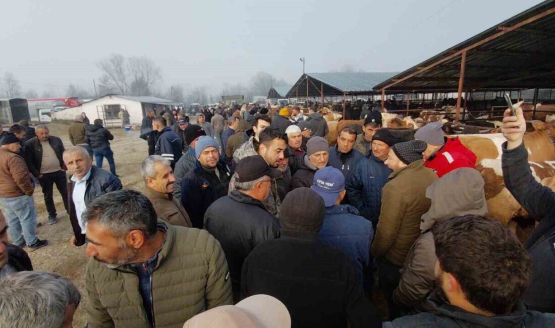 Kurban Bayramı’na 1,5 ay kala Bolu’nun Mudurnu ilçesinde kurulan hayvan