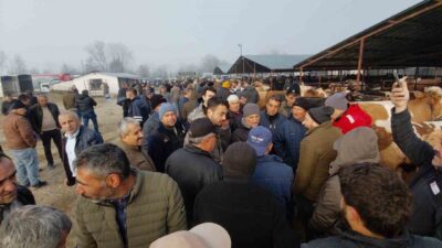 Kurban Bayramı’na 1,5 ay kala Bolu’nun Mudurnu ilçesinde kurulan hayvan