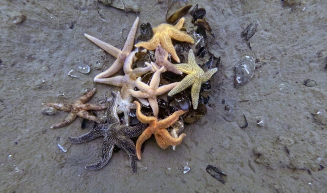 Kocaeli Büyükşehir Belediyesi ile Çevre, Şehircilik ve İklim Değişikliği Bakanlığı