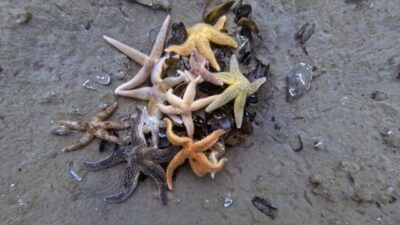 Kocaeli Büyükşehir Belediyesi ile Çevre, Şehircilik ve İklim Değişikliği Bakanlığı