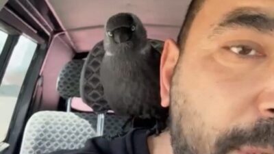 Düzce’de seyir halindeki otomobilin sileceğine, ardından da açık camdan içeri