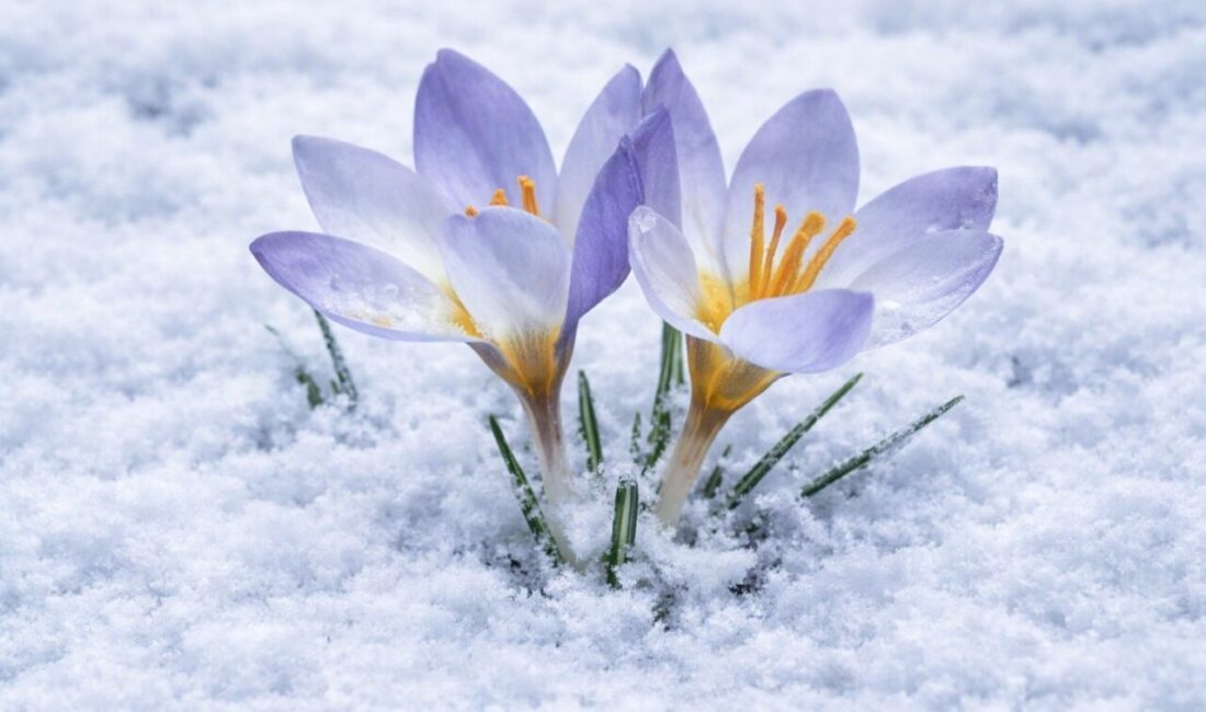 Kartepe Kuzuyayla’da düzenlenen foto safari etkinliğinde doğaseverler, dünyada yalnızca bu