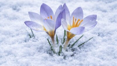 Kartepe Kuzuyayla’da düzenlenen foto safari etkinliğinde doğaseverler, dünyada yalnızca bu