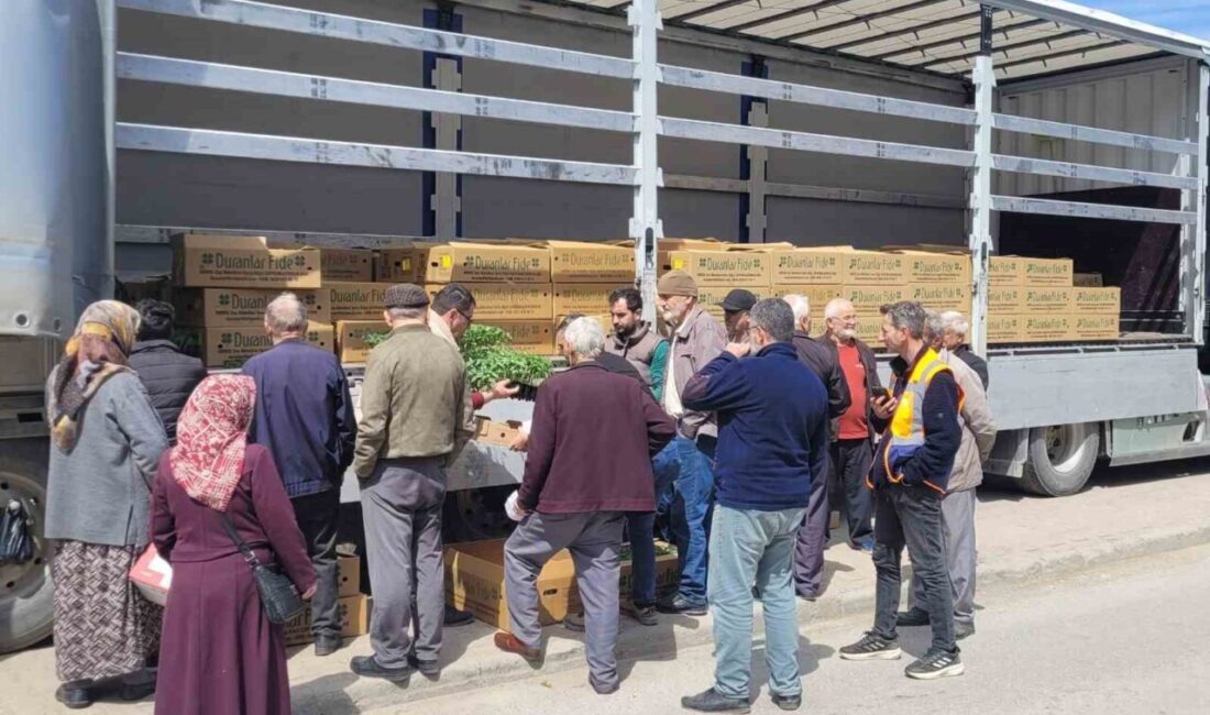 Kastamonu’nun İnebolu ilçesinde çiftçilere 147 bin adet sebze fidesi dağıtıldı.