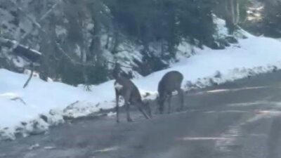 Kastamonu’nun Daday ilçesinde yoldaki çukurdan su içen karacalar, su içerken