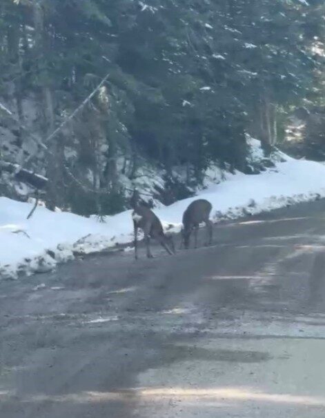 Kastamonu’nun Daday ilçesinde yoldaki çukurdan su içen karacalar, su içerken