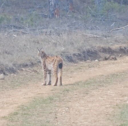 Kastamonu’da, nesli tükenme tehlikesi altındaki vaşak ormanlık alanda dolaşırken görüntülendi.