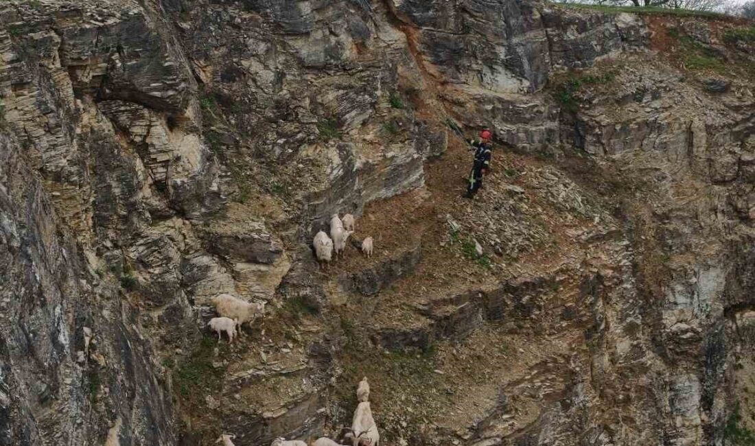 Kocaeli’nin İzmit ilçesinde yabani hayvandan ürkerek sarp kayalıklara tırmanan ve