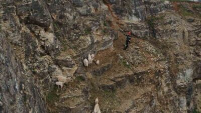 Kocaeli’nin İzmit ilçesinde yabani hayvandan ürkerek sarp kayalıklara tırmanan ve
