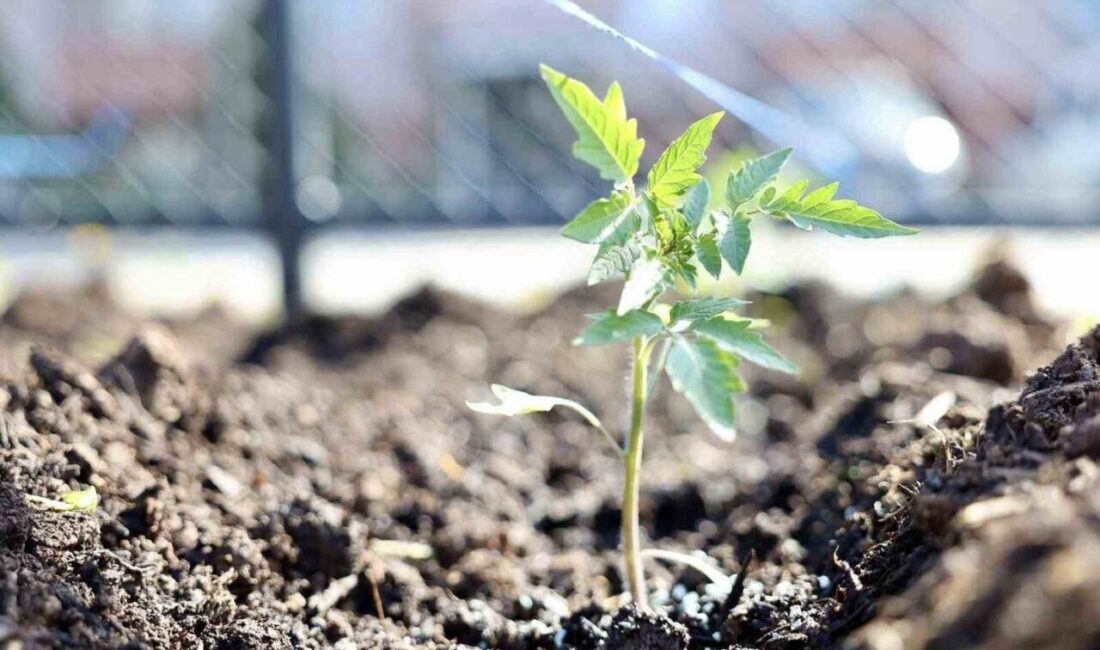 Kocaeli’nin Körfez ilçesinde belediye tarafından yaklaşık 1 dönümlük arazide oluşturulan