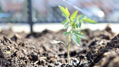 Kocaeli’nin Körfez ilçesinde belediye tarafından yaklaşık 1 dönümlük arazide oluşturulan