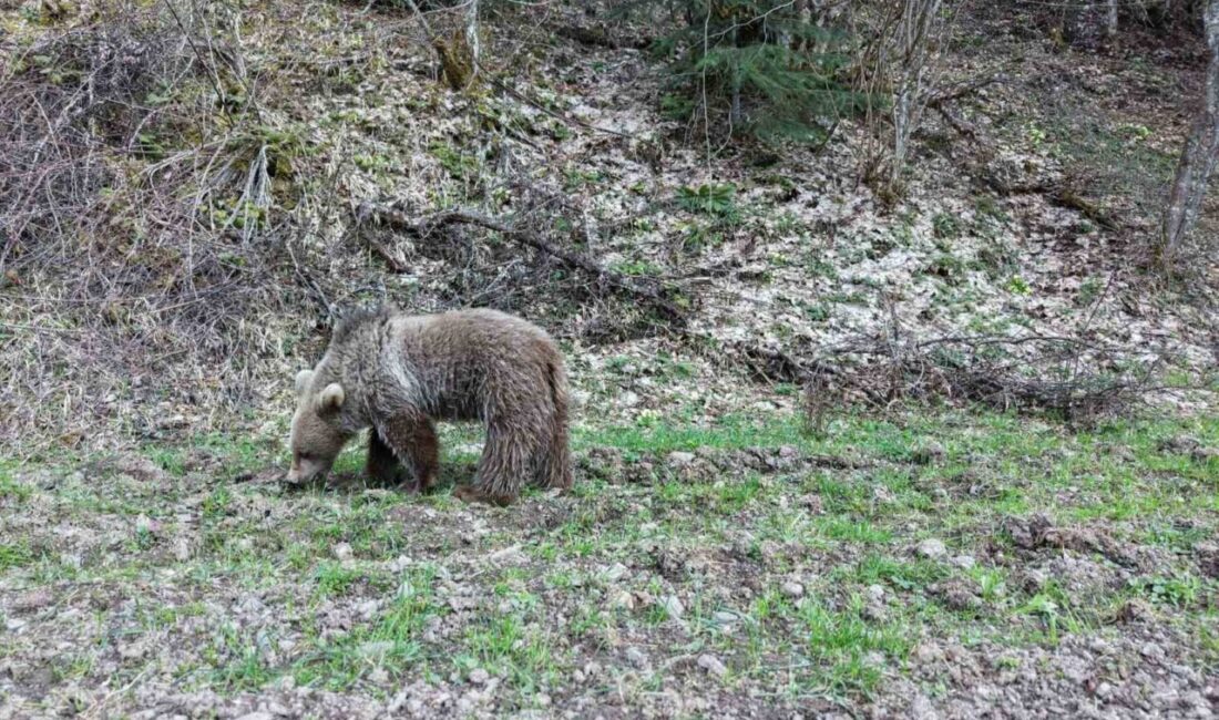 Kastamonu’da baharın gelmesiyle birlikte kış uykusundan uyanan ayılar, ormanlık alanda