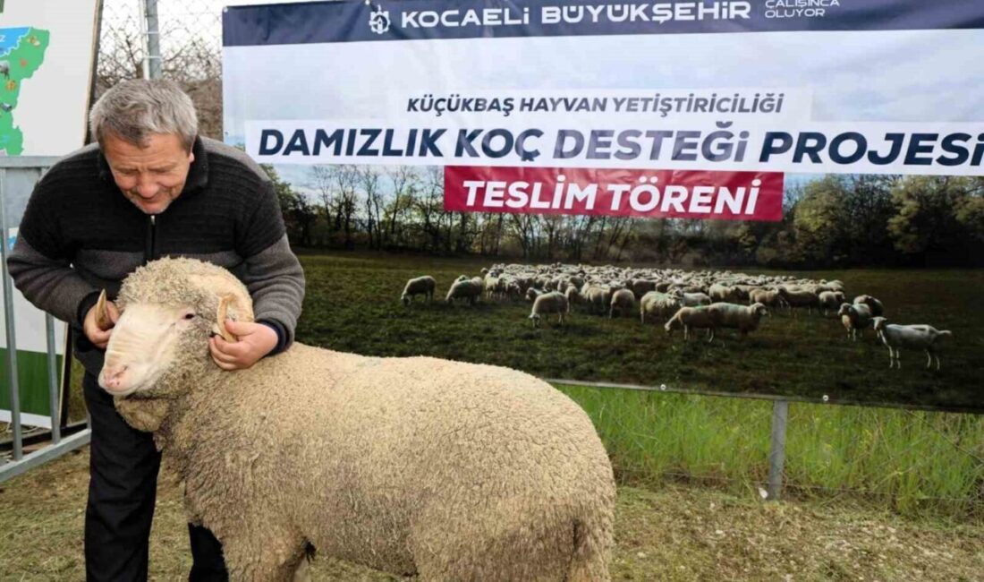 Kocaeli Büyükşehir Belediyesi, hayvancılığı desteklemek ve küçükbaş hayvan yetiştiriciliğinde verimliliği