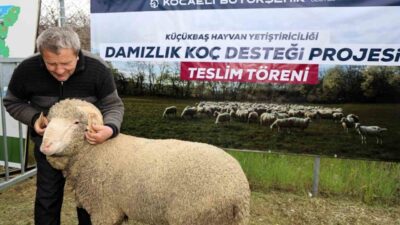 Kocaeli Büyükşehir Belediyesi, hayvancılığı desteklemek ve küçükbaş hayvan yetiştiriciliğinde verimliliği