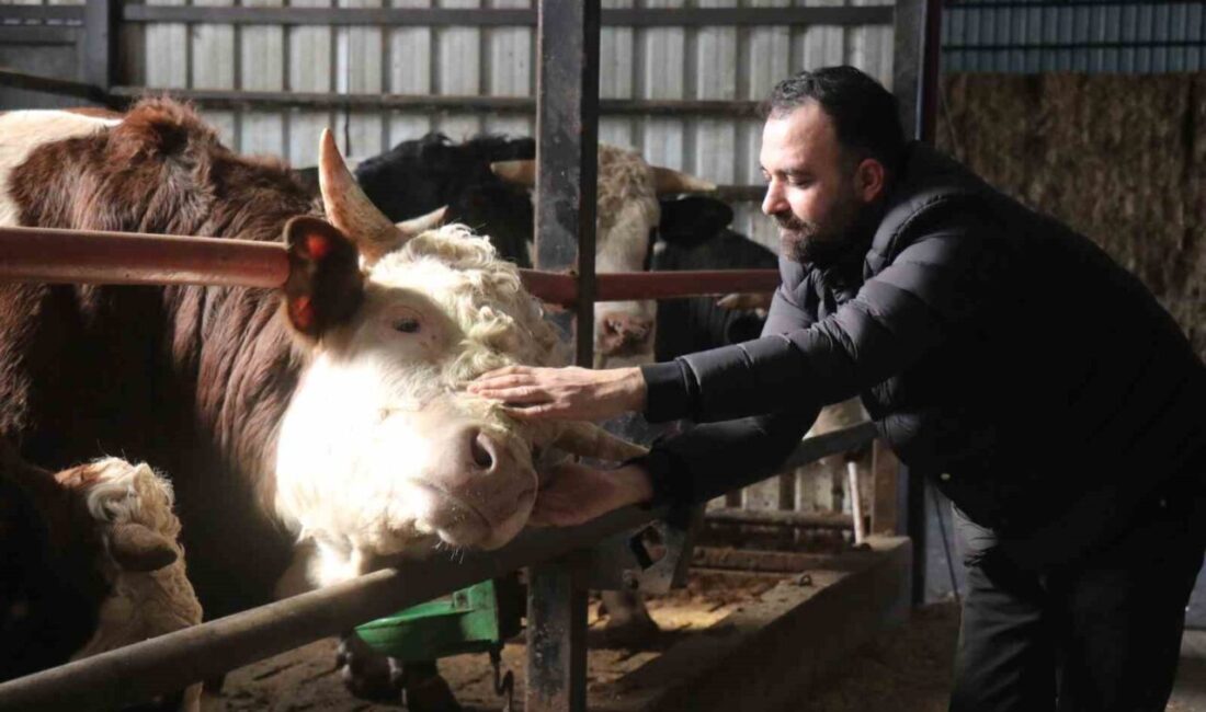 Kurban Bayramı’na yaklaşılırken Sakarya’daki besicilerde erken alım hareketliliği yaşanıyor. Erken