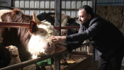 Kurban Bayramı’na yaklaşılırken Sakarya’daki besicilerde erken alım hareketliliği yaşanıyor. Erken