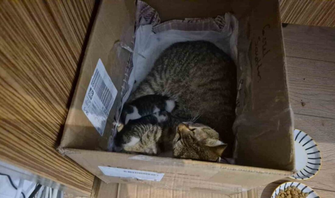 Düzce’de Güzel Sanatlar Lisesinin maskotu haline gelen “Neva” isimli kedi,