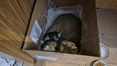 Düzce’de Güzel Sanatlar Lisesinin maskotu haline gelen “Neva” isimli kedi,