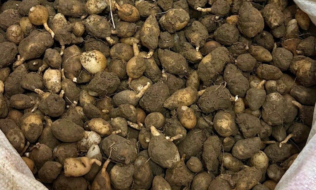 Kocaeli’de Doğa Koruma ve Milli Parklar ekipleri, doğadan izinsiz toplanan