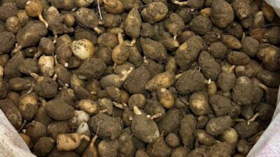 Kocaeli’de Doğa Koruma ve Milli Parklar ekipleri, doğadan izinsiz toplanan