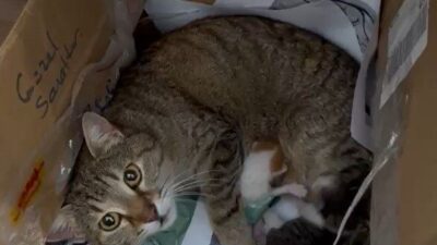 DÜZCE (İHA) – Düzce’de Güzel Sanatlar Lisesinin maskotu haline gelen