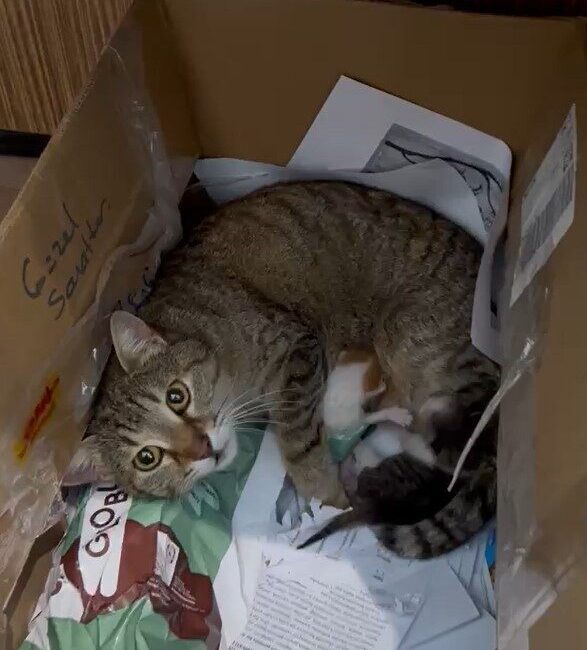 DÜZCE (İHA) – Düzce’de Güzel Sanatlar Lisesinin maskotu haline gelen