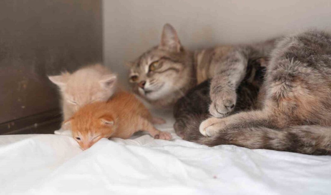 Düzce’de su kanalına düşerek boğulma tehlikesi geçiren ve itfaiye ekiplerince