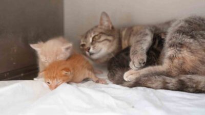 Düzce’de su kanalına düşerek boğulma tehlikesi geçiren ve itfaiye ekiplerince