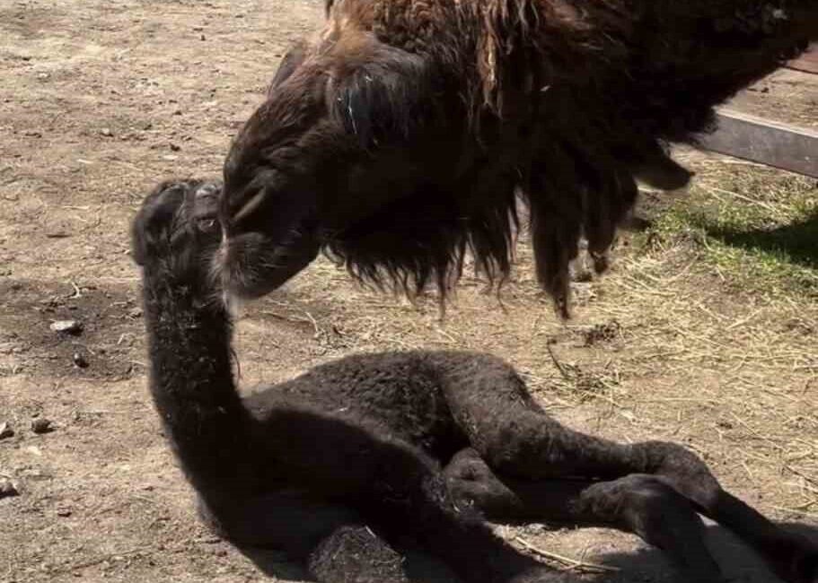 Kocaeli’deki Ormanya Doğal Yaşam Parkı’nda dünyaya gelen ve sağlık durumu