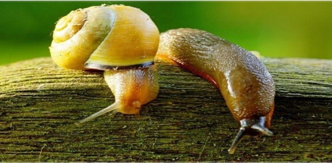 DÜZCE(İHA) – Düzce İl Tarım ve Orman Müdürlüğü salyangoz ve