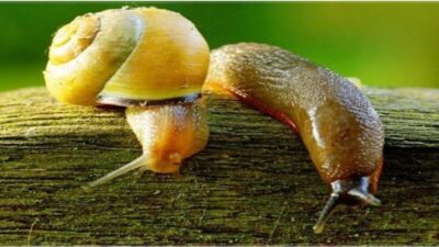 DÜZCE(İHA) – Düzce İl Tarım ve Orman Müdürlüğü salyangoz ve