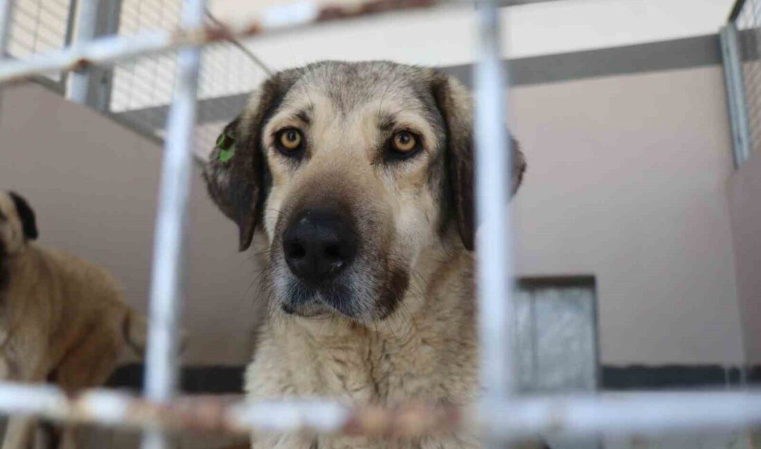 Başiskele Belediye Başkanı Mehmet Yasin Özlü, 7. Yıl Hizmet Tanıtım