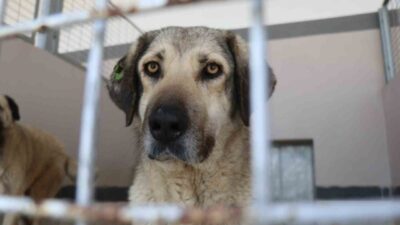 Başiskele Belediye Başkanı Mehmet Yasin Özlü, 7. Yıl Hizmet Tanıtım