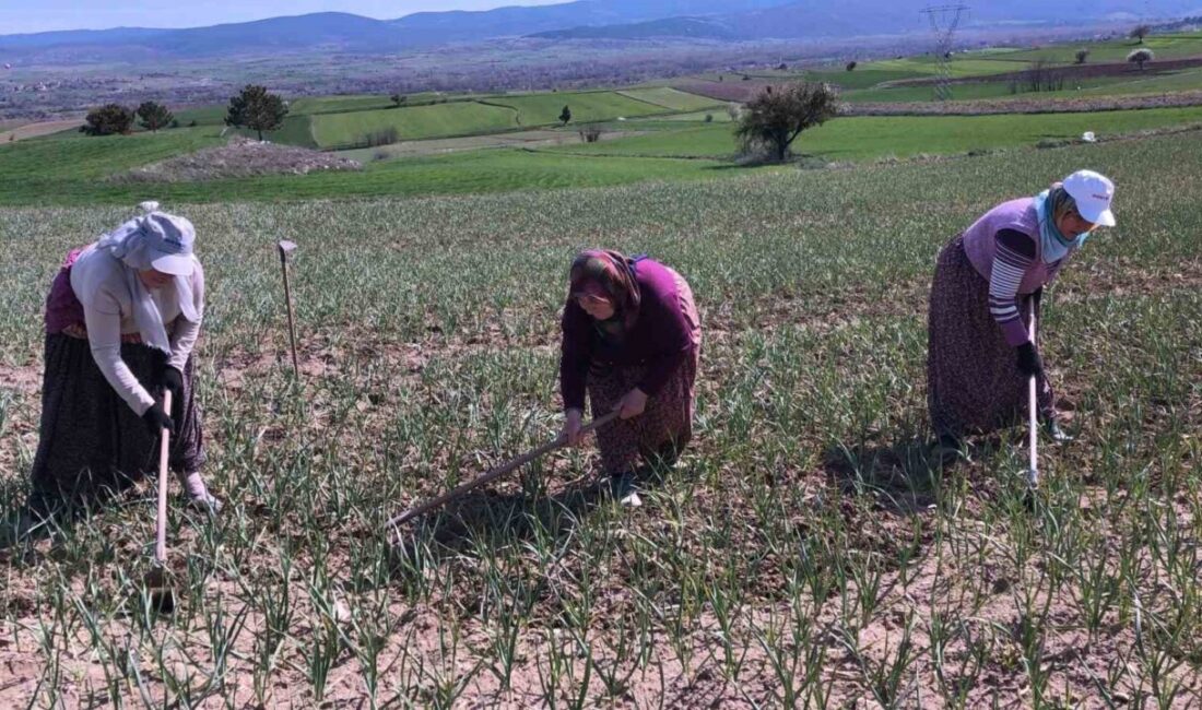 Kastamonu’nun Taşköprü ilçesinde yetişen ve içerdiği aromasıyla dünyada ün kazanan