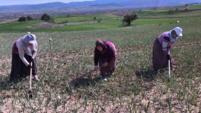 Kastamonu’nun Taşköprü ilçesinde yetişen ve içerdiği aromasıyla dünyada ün kazanan