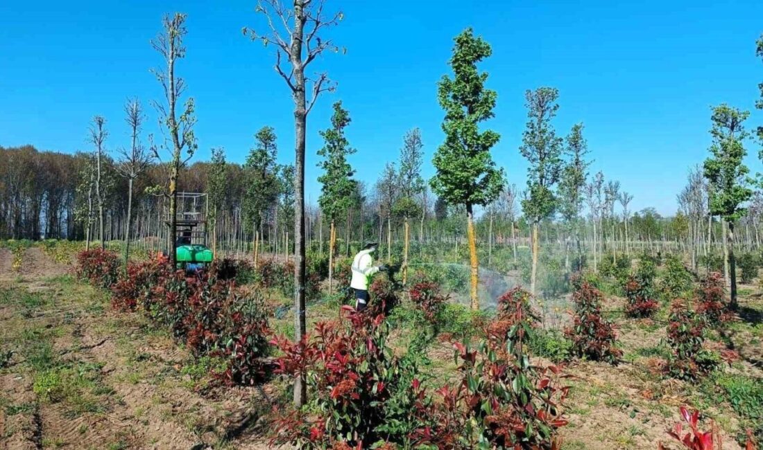 Kocaeli Büyükşehir Belediyesi tarafından, üretim fidanlığında yetiştirilen bitkilerin sağlıklı gelişimini
