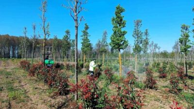 Kocaeli Büyükşehir Belediyesi tarafından, üretim fidanlığında yetiştirilen bitkilerin sağlıklı gelişimini