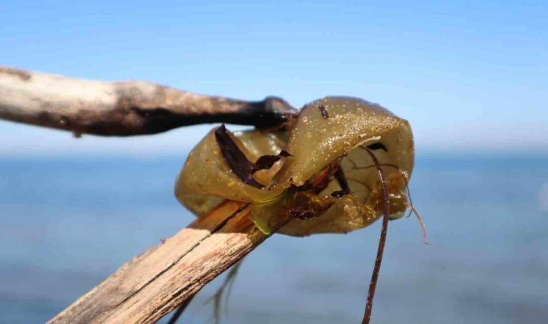 Yalova sahil şeridinde son günlerde kıyıya vuran zeytin yeşili, küre