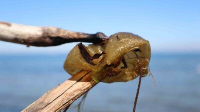 Yalova sahil şeridinde son günlerde kıyıya vuran zeytin yeşili, küre