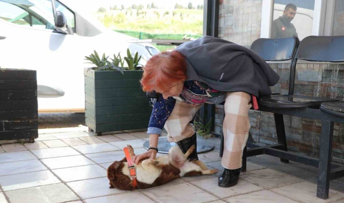 Yalova’da sokak hayvanları bakımevinde duygusal bir buluşmaya ev sahipliği yaptı.