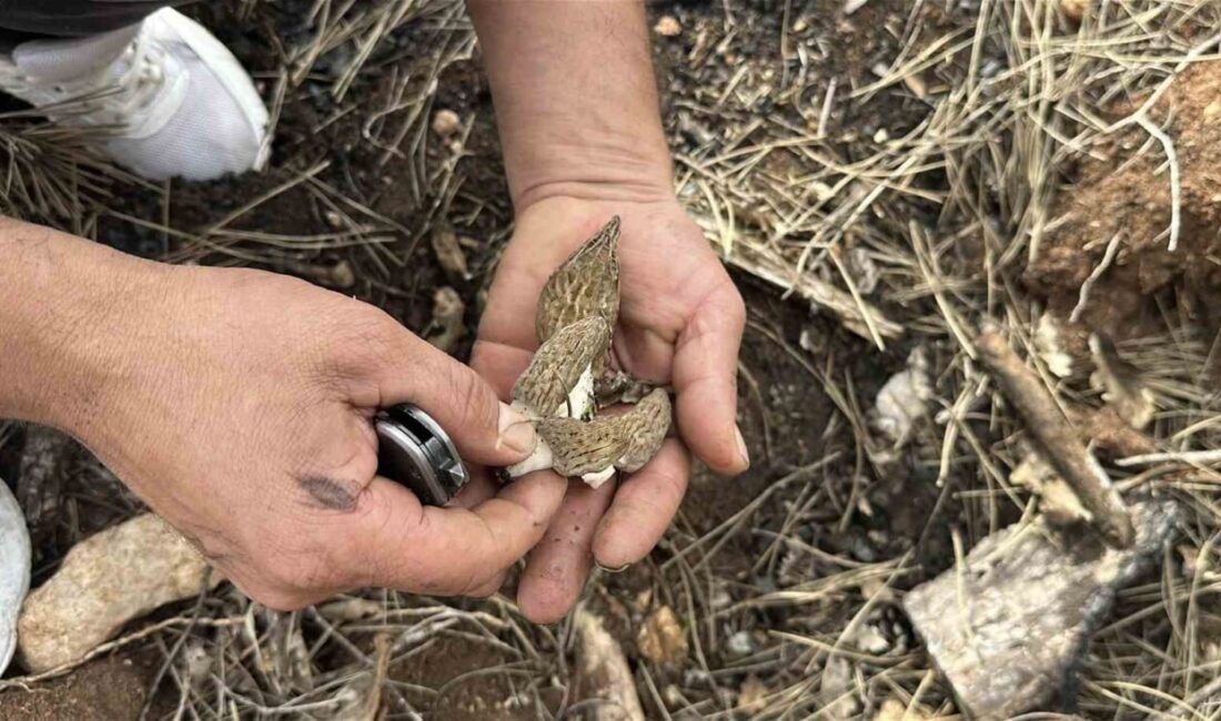 Kastamonu’nun Araç ilçesinde geçen yıl çıkan yangında zarar gören 2