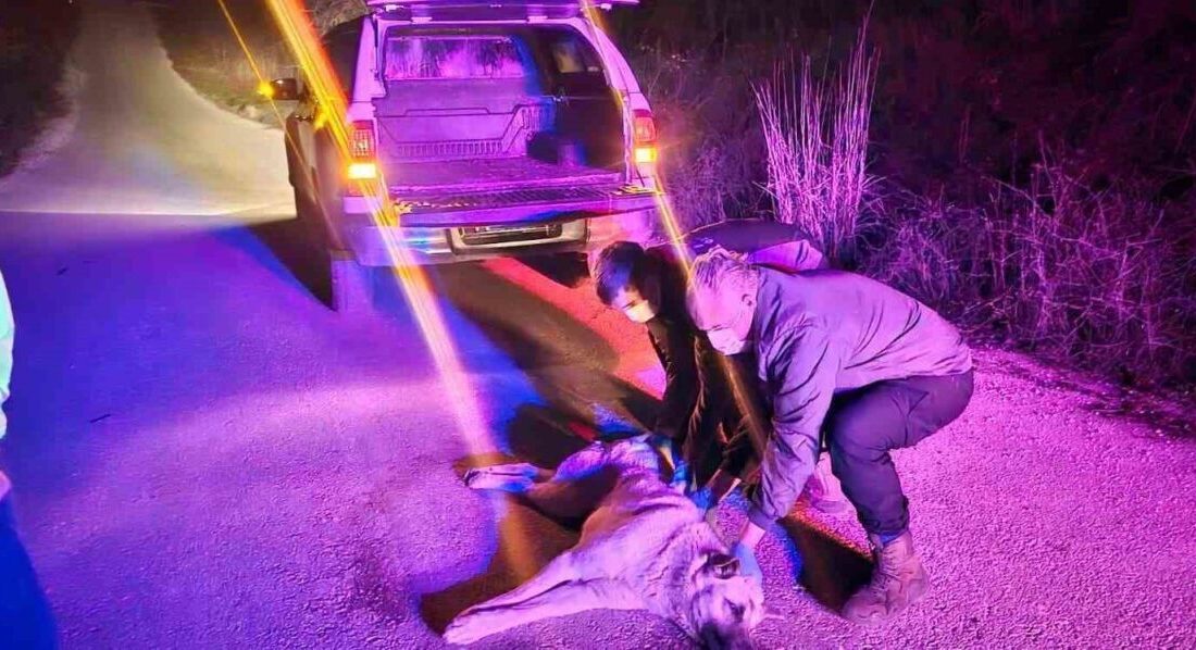 Bilecik’te jandarma ekipleri, yaralı köpek ihbarı üzerine harekete geçerek hayvana