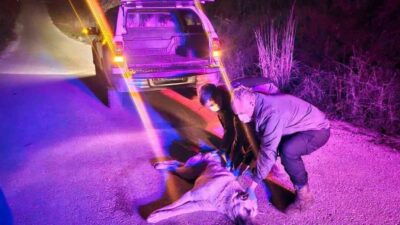 Bilecik’te jandarma ekipleri, yaralı köpek ihbarı üzerine harekete geçerek hayvana