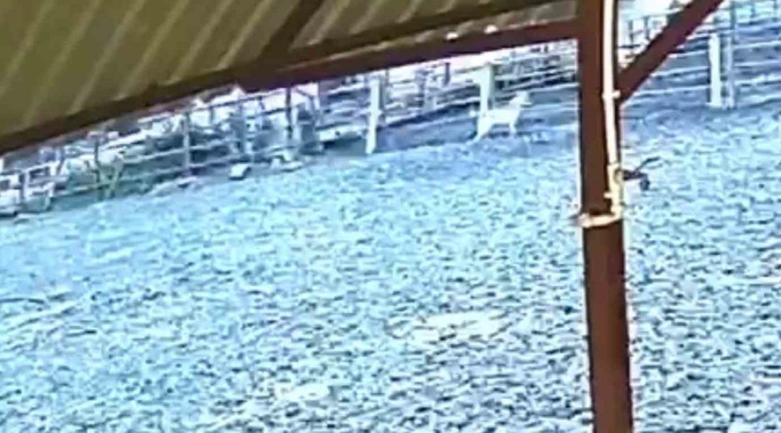 Sakarya’nın Kocaali ilçesinde sabahın erken saatlerinde çitleri aşarak ağıla giren