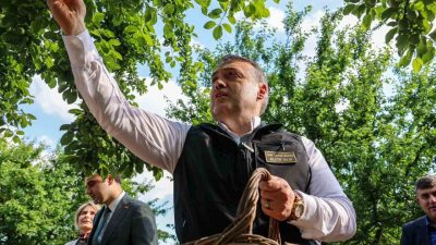 Bilecik’te 3 bin 810 dekarda erik üretimi yapılırken, Osmaneli ilçesine