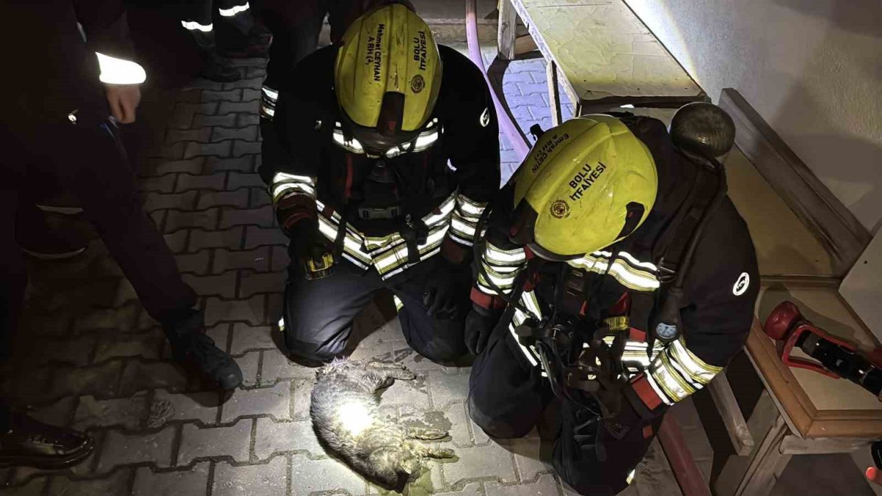Bolu’da apartman dairesinde korkutan yangın: Evin kedisi telef oldu