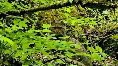 Bolu’da ormanlık alanda gezinen bir yaban kedisi, Doğa Koruma ve