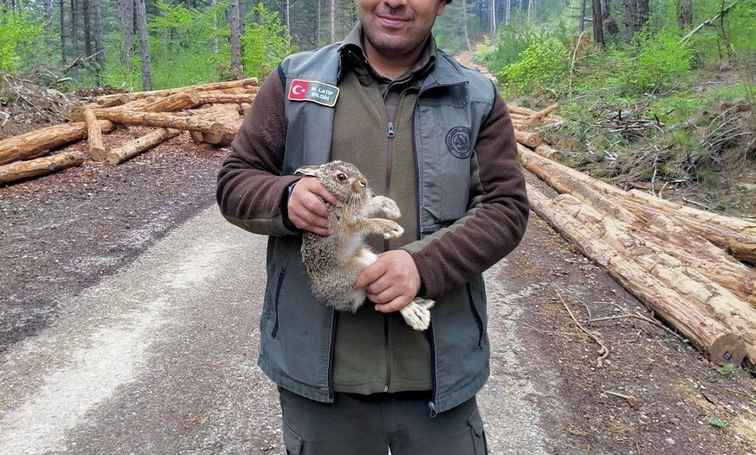 Bolu’nun Mengen ilçesinde ormanlık alanda tomrukların arasına sıkışan yavru tavşan,