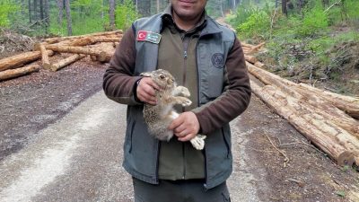 Bolu’nun Mengen ilçesinde ormanlık alanda tomrukların arasına sıkışan yavru tavşan,